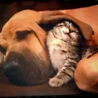 Afacere 13 imagine ADE PRINT Shopping în Sibiu