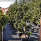 Afacere 1 imagine ADIDEM GARDENER SRL Servicii profesionale în Oradea BH