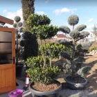 Afacere 2 imagine ADIDEM GARDENER SRL Servicii profesionale în Oradea BH