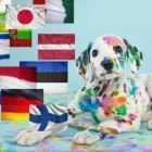 Afacere 2 imagine AHR TRANSLATIONS Traducători în Ploieşti PH
