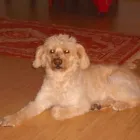 Afacere 1 imagine ALTI PET SALON în Piteşti AG