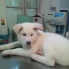 Afacere 1 imagine AMBULANTA VETERINARA MIUTA Veterinari şi clinici veterinare în Bucureşti