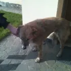 Afacere 3 imagine AMBULANTA VETERINARA MIUTA Veterinari şi clinici veterinare în Bucureşti
