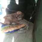 Afacere 4 imagine AMBULANTA VETERINARA MIUTA Veterinari şi clinici veterinare în Bucureşti