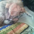 Afacere 5 imagine AMBULANTA VETERINARA MIUTA Veterinari şi clinici veterinare în Bucureşti