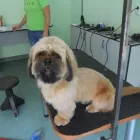 Afacere 1 imagine AMINA 93 Veterinari şi clinici veterinare în Braşov