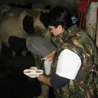 Afacere 1 imagine BLEBEA VALENTINA, CABINET MEDICAL VETERINAR SI PENSIUNE CANINA Veterinari şi clinici veterinare în Călăraşi
