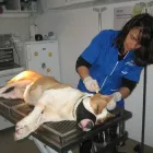 Afacere 2 imagine BLEBEA VALENTINA, CABINET MEDICAL VETERINAR SI PENSIUNE CANINA Veterinari şi clinici veterinare în Călăraşi