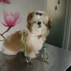 Afacere 3 imagine BLEBEA VALENTINA, CABINET MEDICAL VETERINAR SI PENSIUNE CANINA Veterinari şi clinici veterinare în Călăraşi