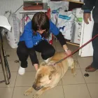 Afacere 4 imagine BLEBEA VALENTINA, CABINET MEDICAL VETERINAR SI PENSIUNE CANINA Veterinari şi clinici veterinare în Călăraşi