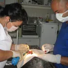 Afacere 5 imagine BLEBEA VALENTINA, CABINET MEDICAL VETERINAR SI PENSIUNE CANINA Veterinari şi clinici veterinare în Călăraşi