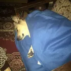 Afacere 1 imagine CABINET VETERINAR DR.PETRILA MONICA Veterinari şi clinici veterinare în Timişoara TM