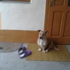 Afacere 2 imagine CABINET VETERINAR DR.PETRILA MONICA Veterinari şi clinici veterinare în Timişoara TM