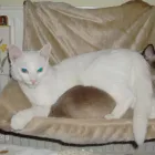 Afacere 1 imagine CARASEXPERTCONT S.R.L. Servicii legale şi financiare în Reşiţa CS