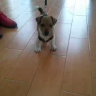 Afacere 1 imagine CHICOPET Veterinari şi clinici veterinare în Oradea BH