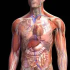 Afacere 1 imagine CLINICA HARIS Specialişti în homeopatie în Drobeta-Turnu Severin MH