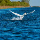 Afacere 1 imagine ECO DELTA TRIP SRL Tururi turistice în Tulcea
