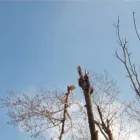 Afacere 1 imagine EXTREME FOREST Servicii profesionale în Bucureşti