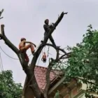 Afacere 5 imagine EXTREME FOREST Servicii profesionale în Bucureşti