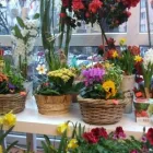 Afacere 3 imagine FLOWERS & GIFTS SHOP Shopping în Braşov
