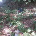 Afacere 3 imagine GARDA NATIONALA DE MEDIU CARAS-SEVERIN Shopping în Reşiţa CS