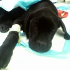 Afacere 2 imagine MERYVET PETFARM SRL Veterinari şi clinici veterinare în Piteşti AG