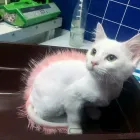 Afacere 3 imagine MERYVET PETFARM SRL Veterinari şi clinici veterinare în Piteşti AG