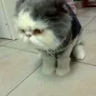 Afacere 5 imagine MERYVET PETFARM SRL Veterinari şi clinici veterinare în Piteşti AG
