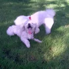 Afacere 1 imagine PENSIUNE CANINA SI FELINA, PISICILE ARISTROCATE ORADEA Servicii profesionale în Oradea BH