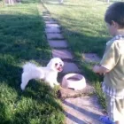 Afacere 2 imagine PENSIUNE CANINA SI FELINA, PISICILE ARISTROCATE ORADEA Servicii profesionale în Oradea BH