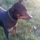 Afacere 3 imagine PENSIUNE CANINA SI FELINA, PISICILE ARISTROCATE ORADEA Servicii profesionale în Oradea BH