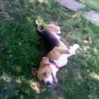 Afacere 4 imagine PENSIUNE CANINA SI FELINA, PISICILE ARISTROCATE ORADEA Servicii profesionale în Oradea BH