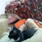 Afacere 5 imagine PENSIUNE CANINA SI FELINA, PISICILE ARISTROCATE ORADEA Servicii profesionale în Oradea BH