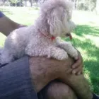 Afacere 6 imagine PENSIUNE CANINA SI FELINA, PISICILE ARISTROCATE ORADEA Servicii profesionale în Oradea BH