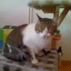 Afacere 7 imagine PENSIUNE CANINA SI FELINA, PISICILE ARISTROCATE ORADEA Servicii profesionale în Oradea BH