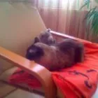 Afacere 8 imagine PENSIUNE CANINA SI FELINA, PISICILE ARISTROCATE ORADEA Servicii profesionale în Oradea BH