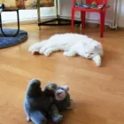 Afacere 9 imagine PENSIUNE CANINA SI FELINA, PISICILE ARISTROCATE ORADEA Servicii profesionale în Oradea BH