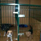 Afacere 10 imagine PENSIUNE CANINA SI FELINA, PISICILE ARISTROCATE ORADEA Servicii profesionale în Oradea BH