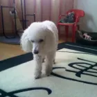 Afacere 11 imagine PENSIUNE CANINA SI FELINA, PISICILE ARISTROCATE ORADEA Servicii profesionale în Oradea BH