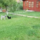 Afacere 12 imagine PENSIUNE CANINA SI FELINA, PISICILE ARISTROCATE ORADEA Servicii profesionale în Oradea BH