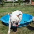 Afacere 13 imagine PENSIUNE CANINA SI FELINA, PISICILE ARISTROCATE ORADEA Servicii profesionale în Oradea BH