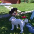 Afacere 14 imagine PENSIUNE CANINA SI FELINA, PISICILE ARISTROCATE ORADEA Servicii profesionale în Oradea BH