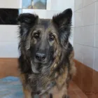 Afacere 1 imagine PENSIUNEA CANINA CASSA TYLLO Turism şi Agrement în Suceava