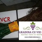 Afacere 9 imagine SC GRADINA CU VIE SRL Shopping în Ghiroda TM