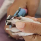 Afacere 4 imagine SEBECRYS FARMVET S.R.L Veterinari şi clinici veterinare în Focşani VN