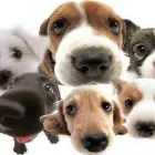 Afacere 6 imagine SEBECRYS FARMVET S.R.L Veterinari şi clinici veterinare în Focşani VN