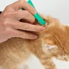 Afacere 7 imagine SEBECRYS FARMVET S.R.L Veterinari şi clinici veterinare în Focşani VN