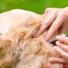 Afacere 9 imagine SEBECRYS FARMVET S.R.L Veterinari şi clinici veterinare în Focşani VN