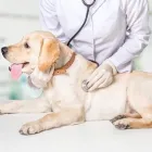 Afacere 10 imagine SEBECRYS FARMVET S.R.L Veterinari şi clinici veterinare în Focşani VN