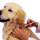 Afacere 11 imagine SEBECRYS FARMVET S.R.L Veterinari şi clinici veterinare în Focşani VN